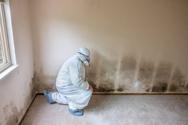 Mold Remediation for Specific Building Types